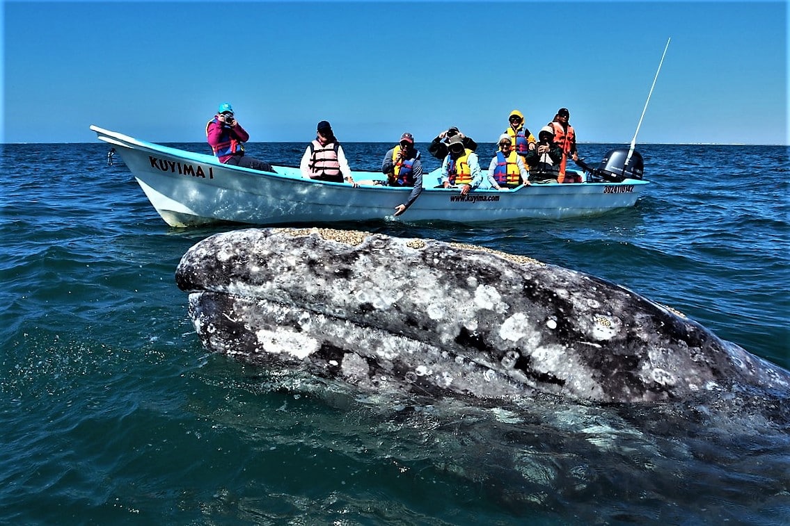 avistamiento de ballenas en Baja California Sur