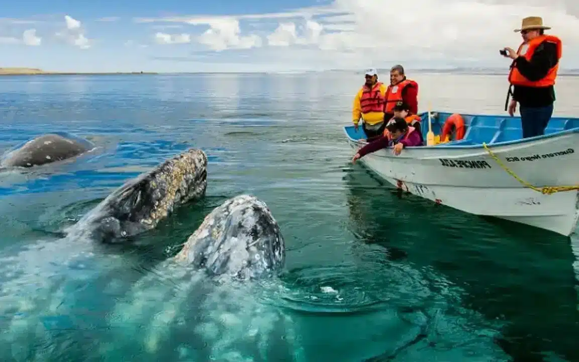 avistamiento de ballenas en Baja California Sur