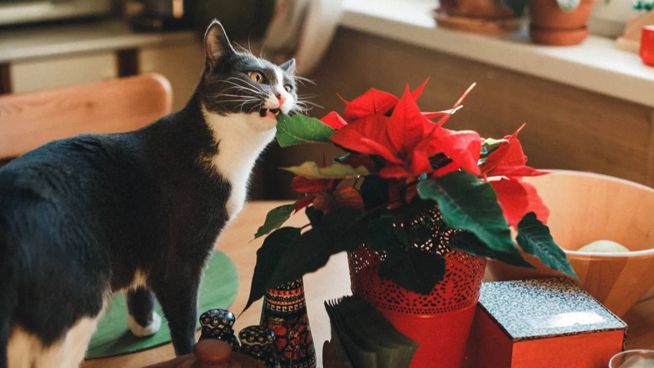 ¿La nochebuena es tóxica para las mascotas? Te decimos