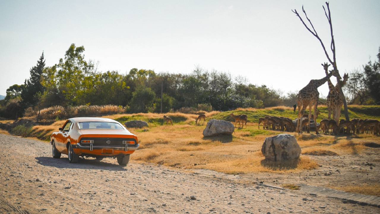 Africam Safari es un impresionante parque de conservación de vida silvestre situado en el estado de Puebla.