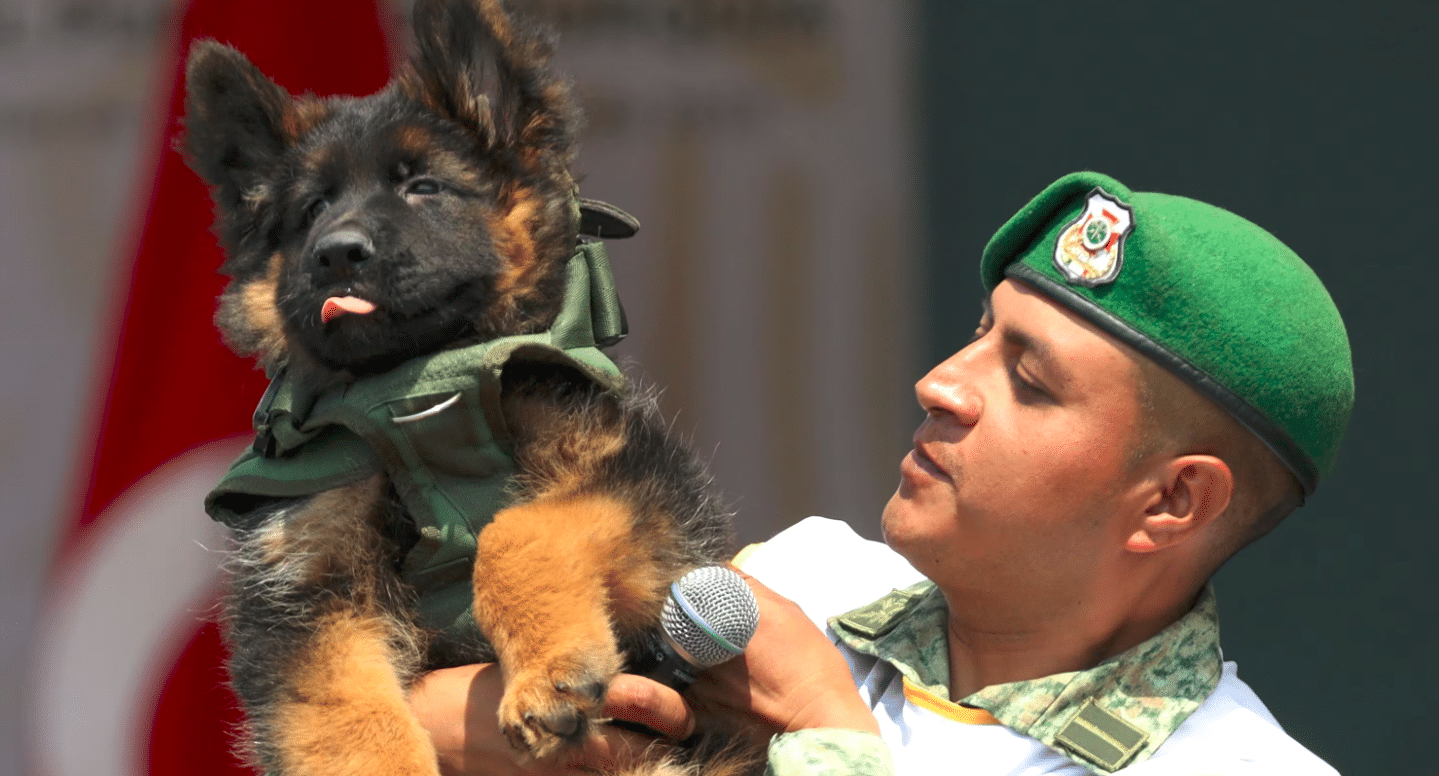 ‘Arkadas’, el perrito turco, te invita a su fiesta de cumpleaños