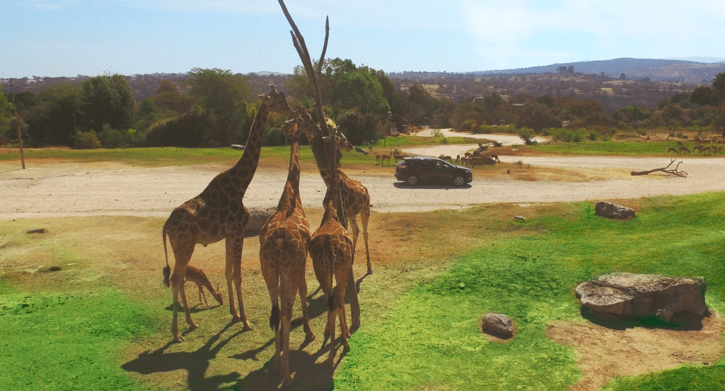 Cinco cosas que debes saber de Africam Safari, el nuevo hogar de la jirafa ‘Benito’
