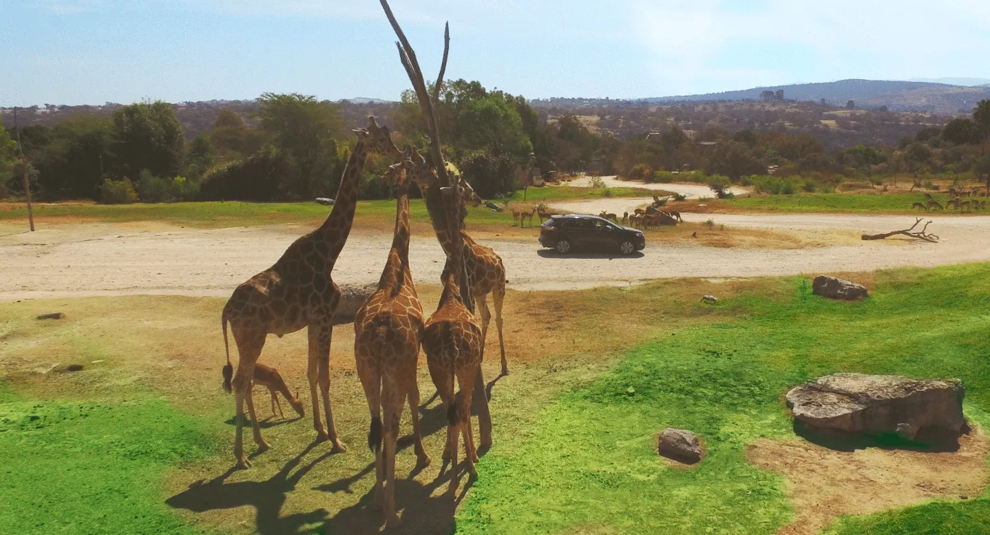 Cinco cosas que debes saber de Africam Safari, el nuevo hogar de la jirafa 'Benito'