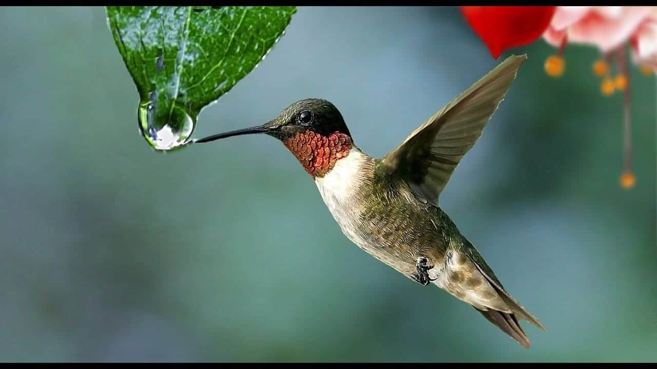 Puebla abre santuario dedicado a colibríes
