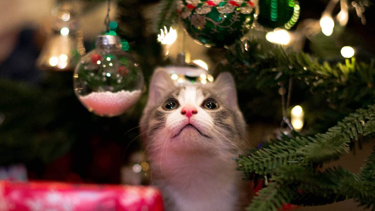 La fiesta de diciembre ha llegado a su fin y ahora es momento de saber cuándo quitar el árbol de Navidad.