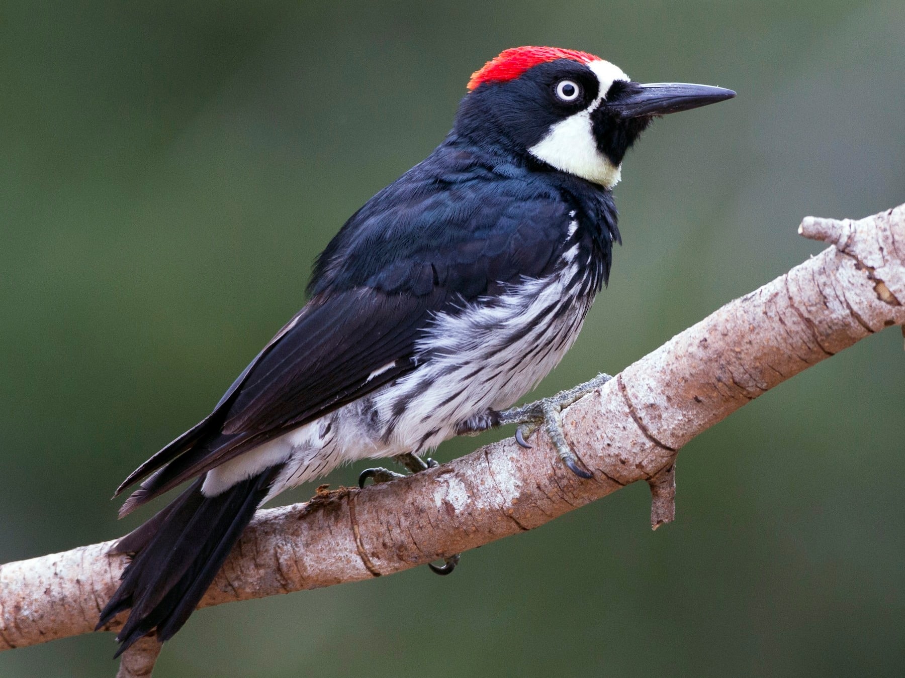 Explora la biodiversidad en el Chiapas Birding and Photo Festival
