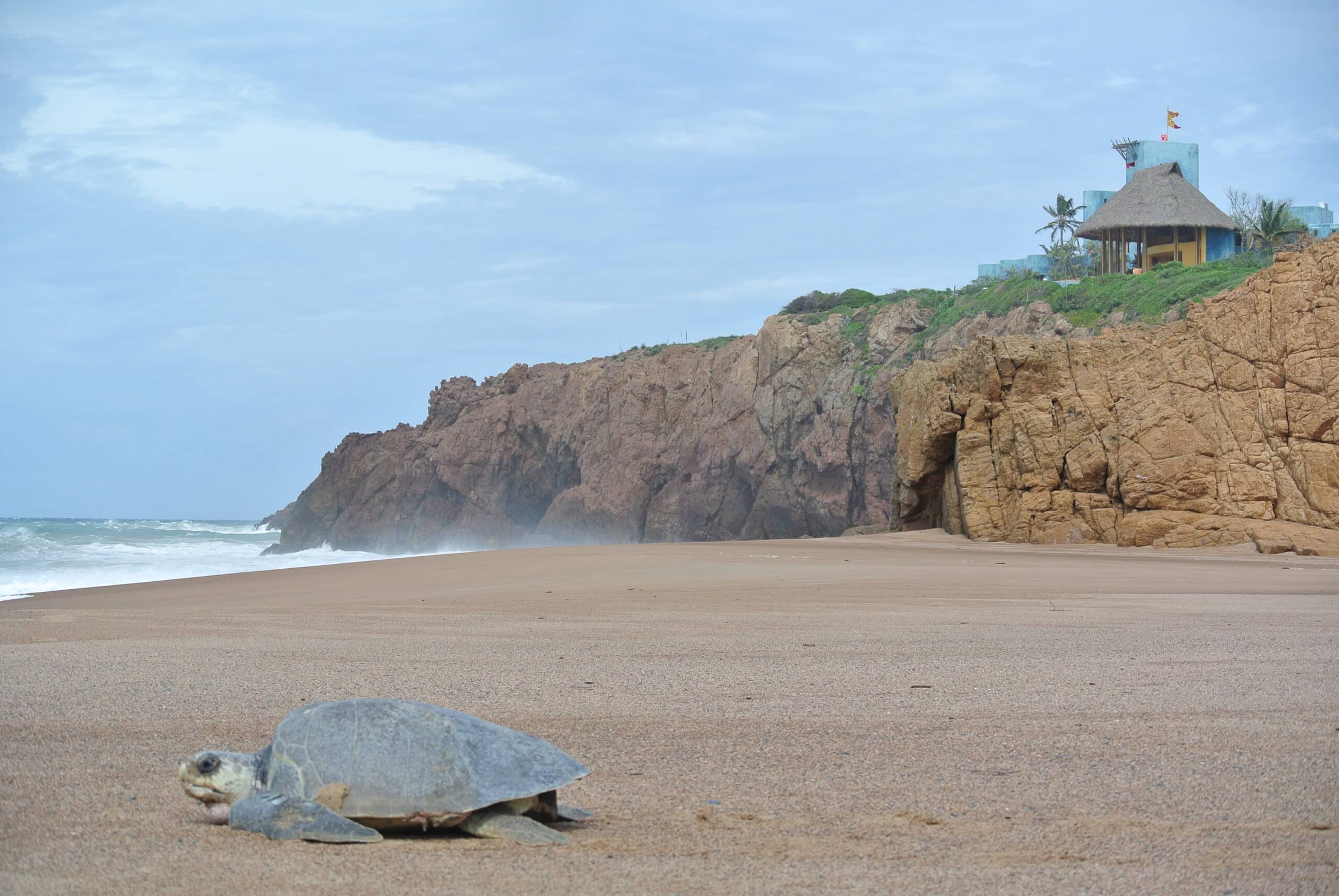 Costalegre, santuario para conservación de tortugas