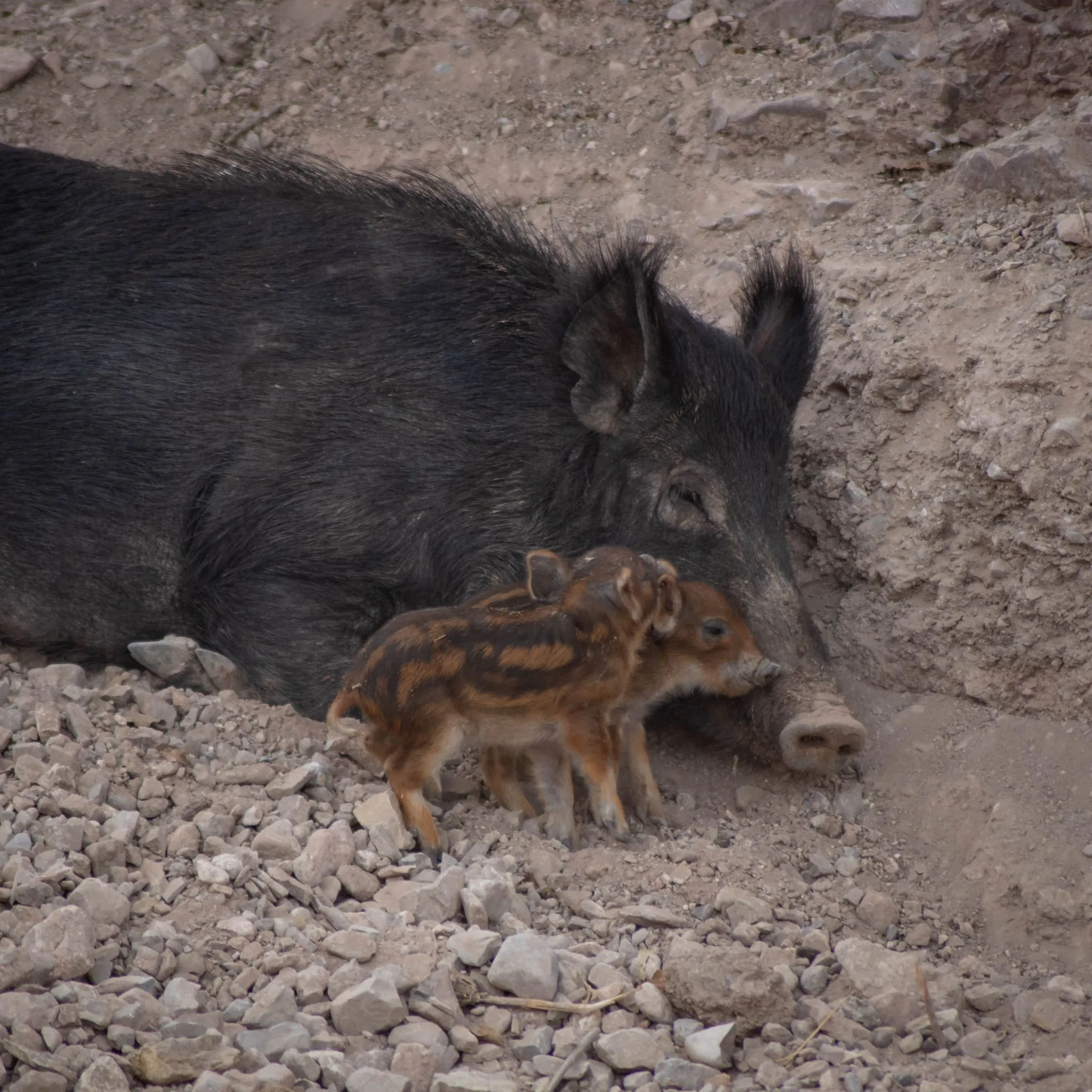 Conoce a los adorables ‘jabalíes bebés y a Benito la jirafa en Africam Safari