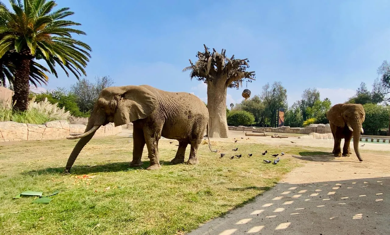 Ely y Gipsy: El dúo de elefantas que podrás visitar en el zoológico de Aragón