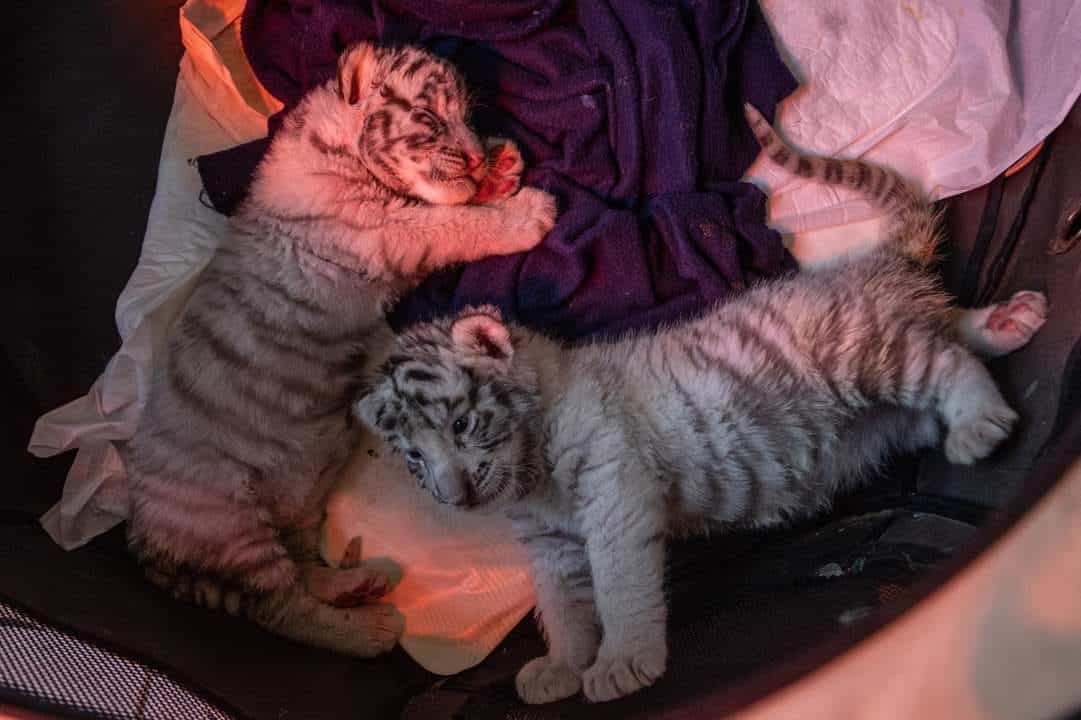 ¡Tigresitas bebés en el Zoológico de Zacango!