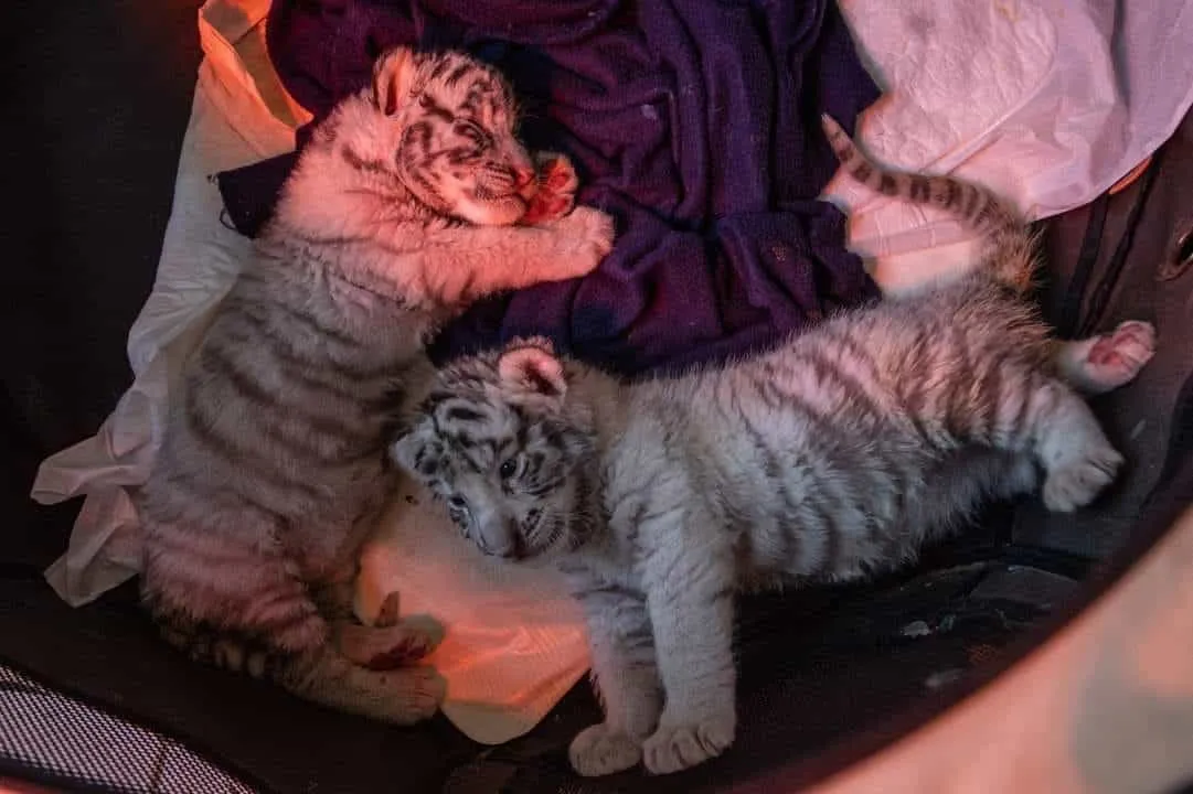 Ven a Zacango y conoce alas tres hembras bebes de tigre blanco