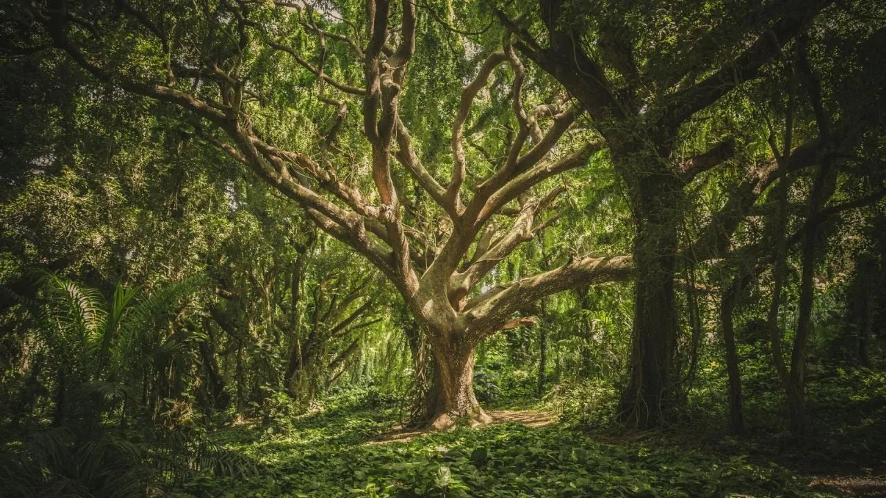 Chinantecos: El bosque más antiguo de Oaxaca