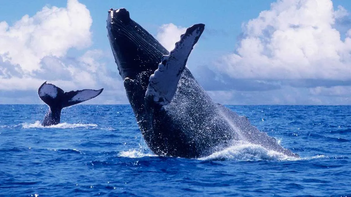 El 23 de julio de 1986 la Comisión Ballenera Internacional (CBI) proclamo este día como el Día Mundial Contra la Caza de Ballenas, hoy conocido como Día Mundial de las Ballenas y los Delfines. Su propósito es frenar la caza indiscriminada de estos animales en peligro de extinción.