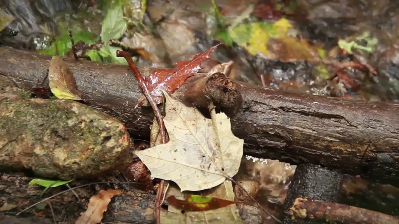 Vive una escapada romántica en este bosque de maple