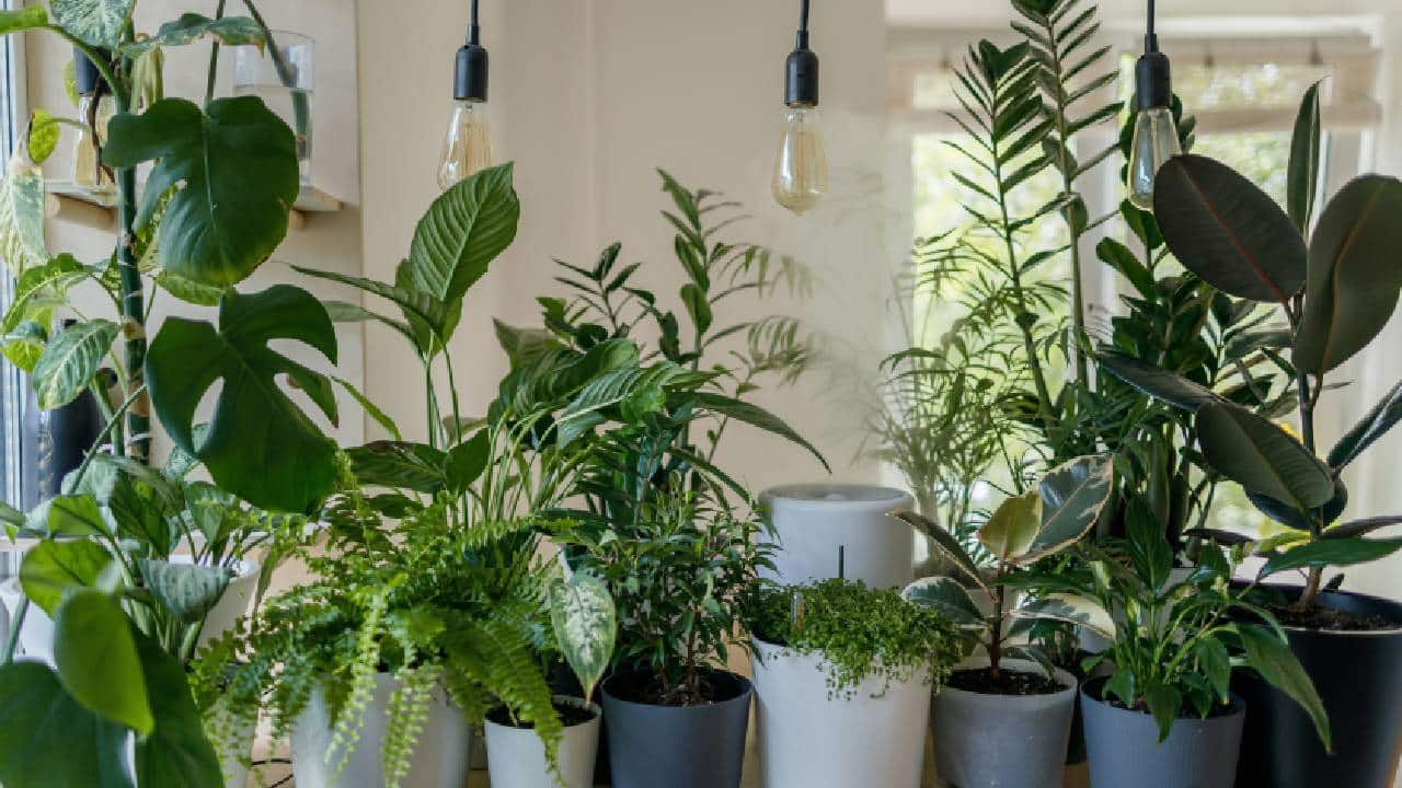 Plant Fest busca aumentar los espacios verdes en la Ciudad de México y hacer accesibles las plantas a todas las personas