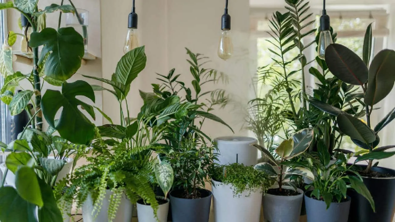Plant Fest busca aumentar los espacios verdes en la Ciudad de México y hacer accesibles las plantas a todas las personas