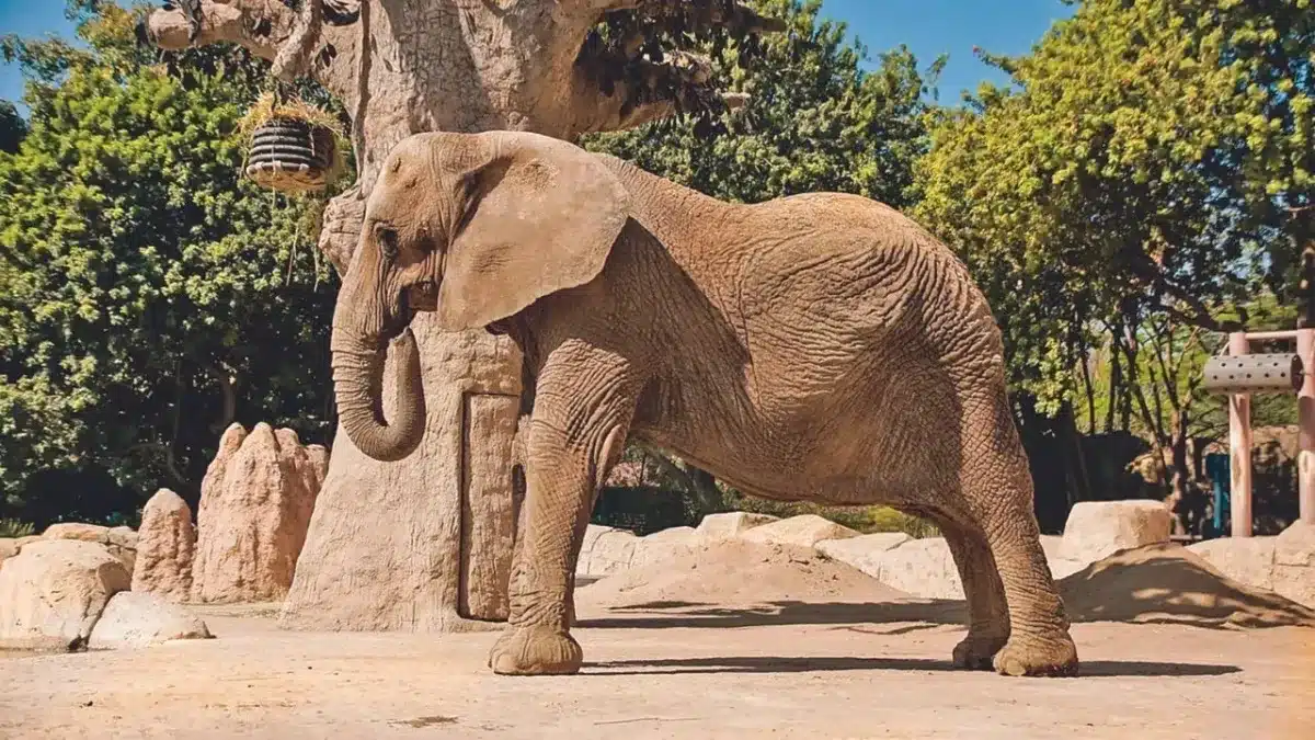 Elefanta ‘Annie’ llega al Zoológico de Aragón