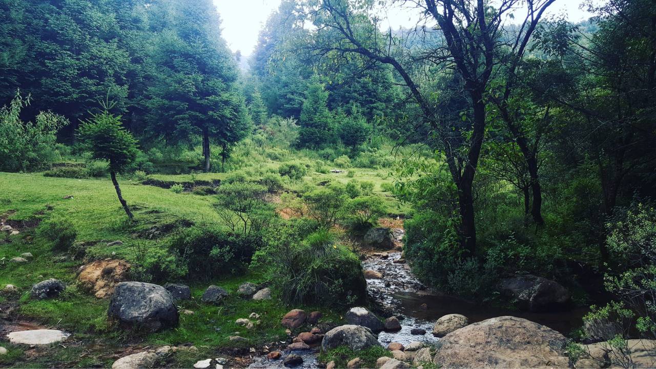 Día Mundial de los Bosques: conoce los más emblemáticos de México