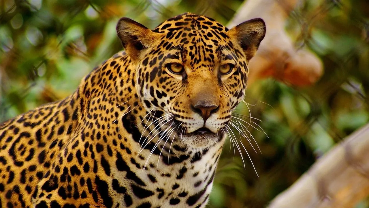Primer santuario del jaguar en Chiapas