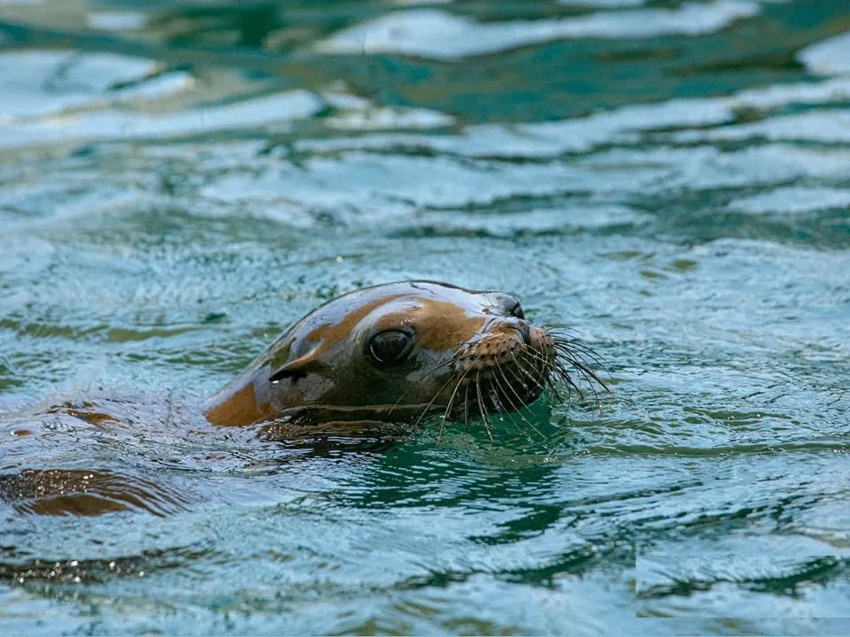 Abre Lobario en Aquarium de Veracruz