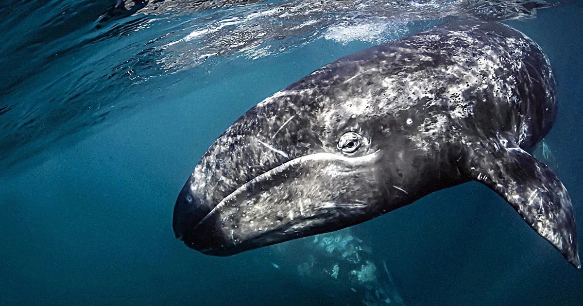 Big 7: Las siete especies imperdibles de Baja California Sur