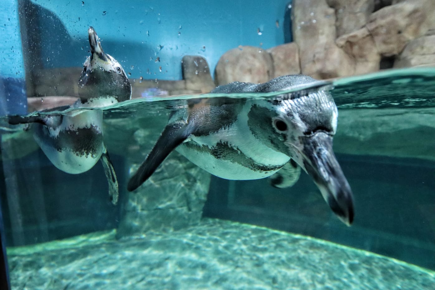 Festeja el día del pingüino en estos acuarios de la CDMX