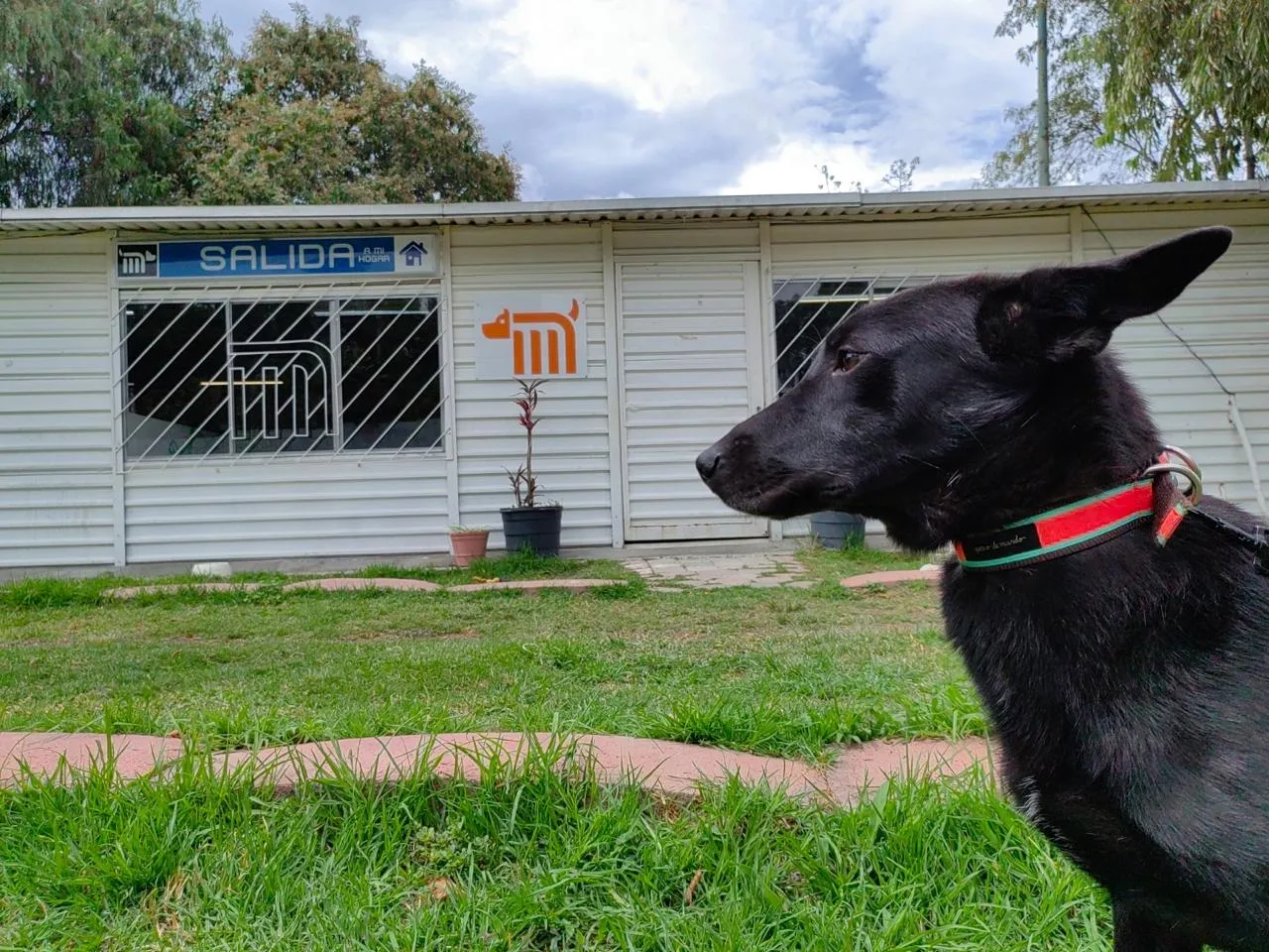 Metro de la CDMX pondrá en adopción a perritos rescatados en este Día del Niño