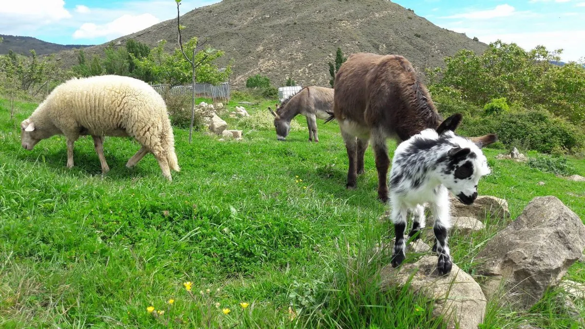 Santuarios de animales para visitar cerca de la CDMX