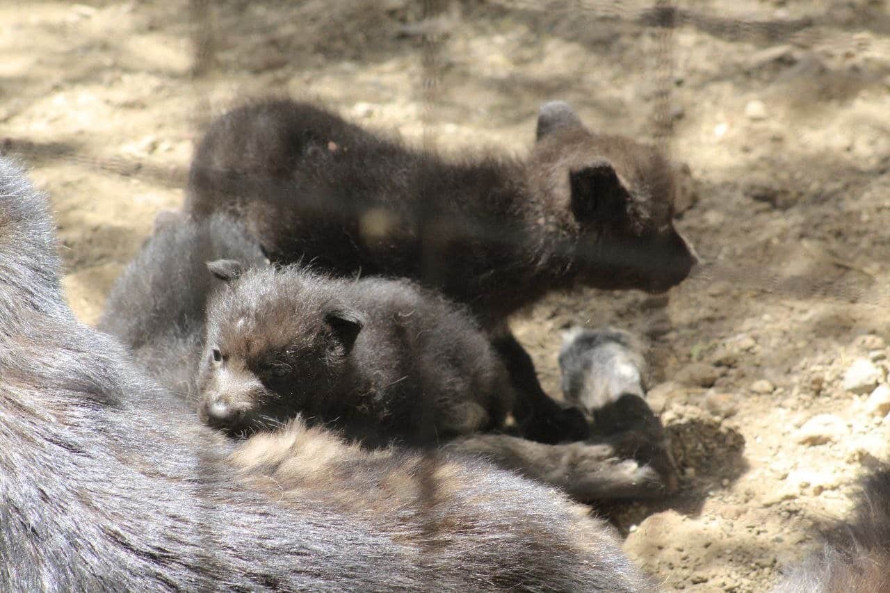 El Zoológico de León anunció el nacimiento de 3 cachorros de lobo canadiense.