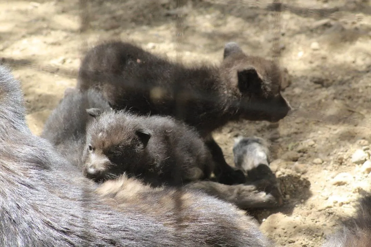El Zoológico de León anunció el nacimiento de 3 cachorros de lobo canadiense.