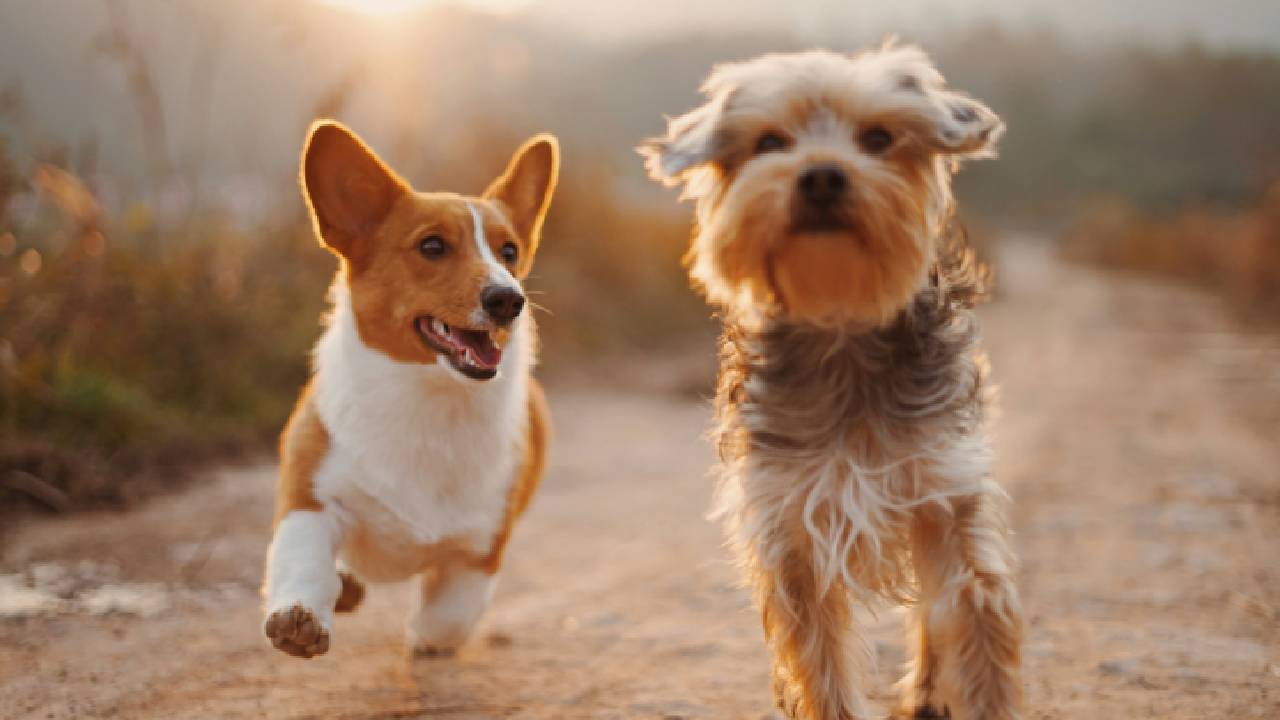 Una de las medidas más destacadas en la protecciones de animales en en la CDMX es el Registro Único de Animales de Compañía (RUAC).