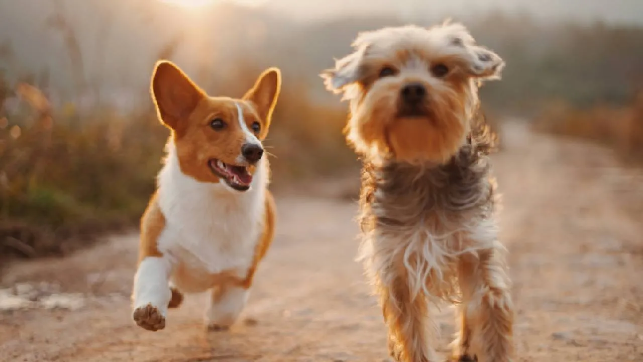 Una de las medidas más destacadas en la protecciones de animales en en la CDMX es el Registro Único de Animales de Compañía (RUAC).