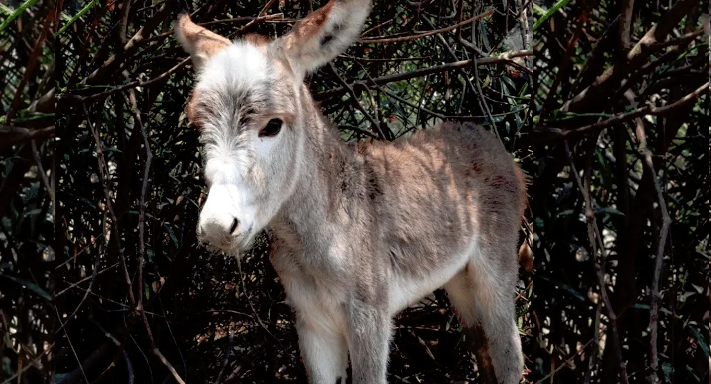 Conoce a 'Juanito': El nuevo burro del Poli
