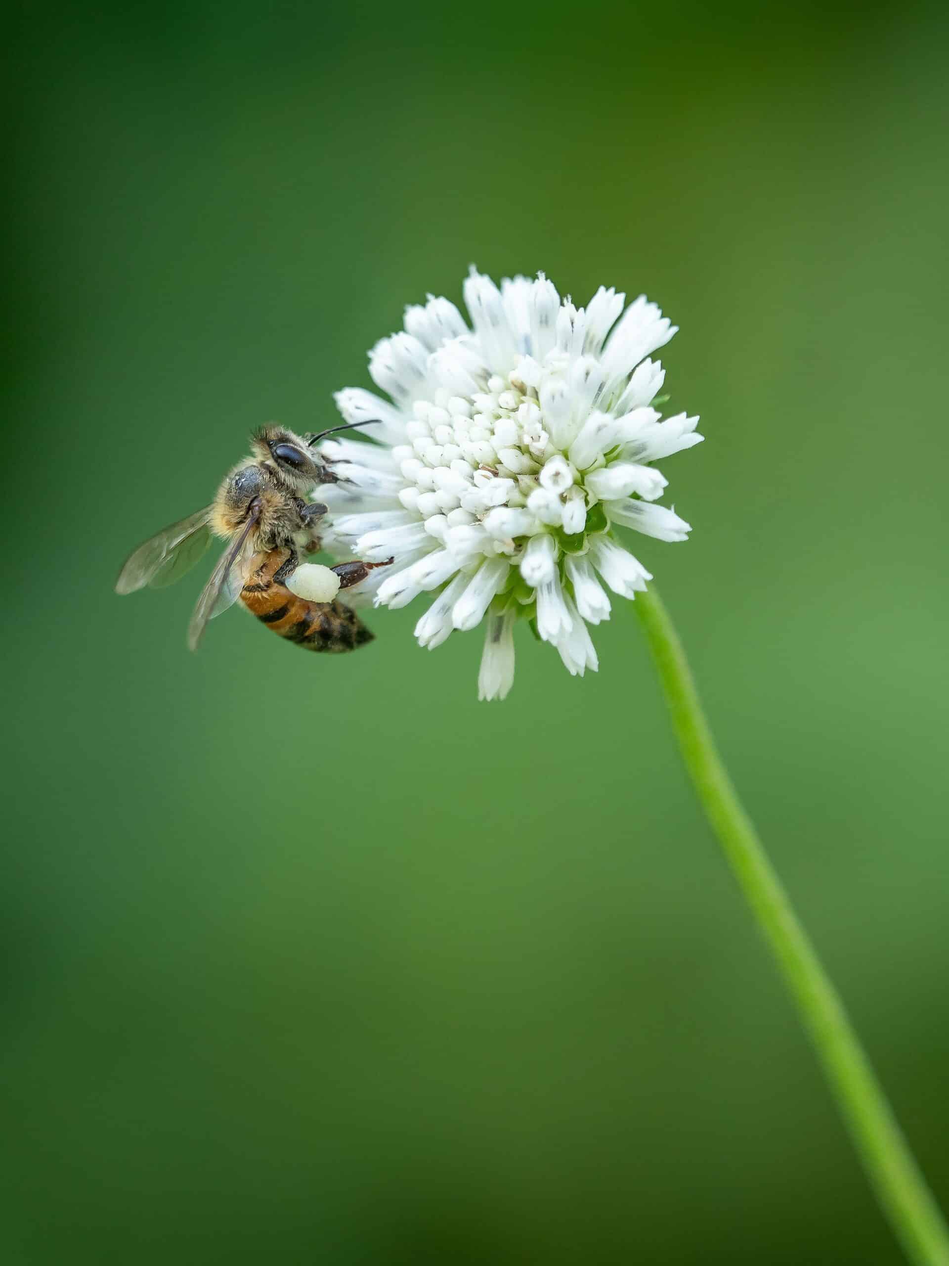 Evitemos la extinción de las abejas con conciencia sobre el Día Mundial de las Abejas