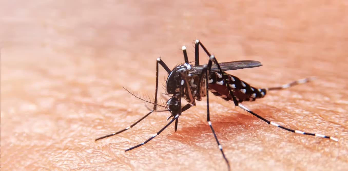 Según la Organización Mundial de la Salud, la fiebre del dengue es una de las diez principales amenazas para la salud mundial, y la que se propaga más rápidamente. Su incidencia a nivel mundial ha aumentado 30 veces en los últimos 50 años.