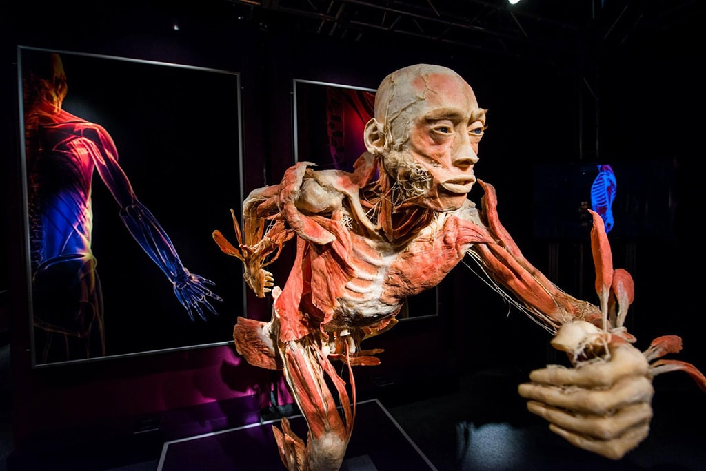 Descubre la exposición Our Body, compuesta por cuerpos humanos
