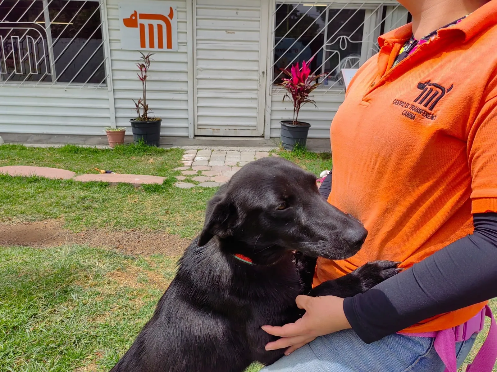 ¿Cómo adoptar perritos del Metro CDMX?
