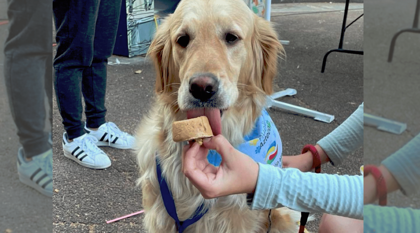 Guía de helados y paletas para perros en la CDMX