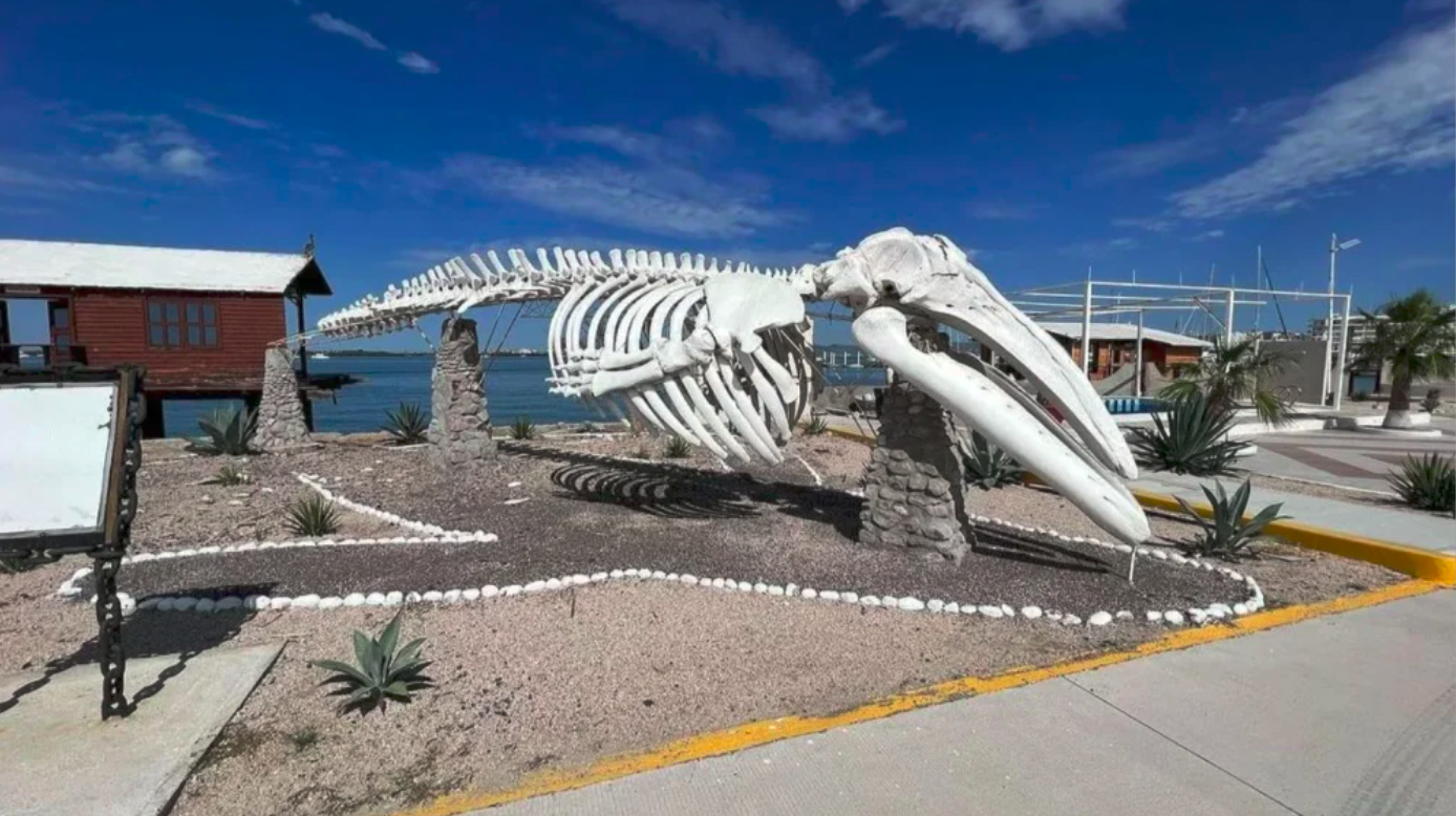 Museo de la Ballena: Explora la vida marina en Mazatlán