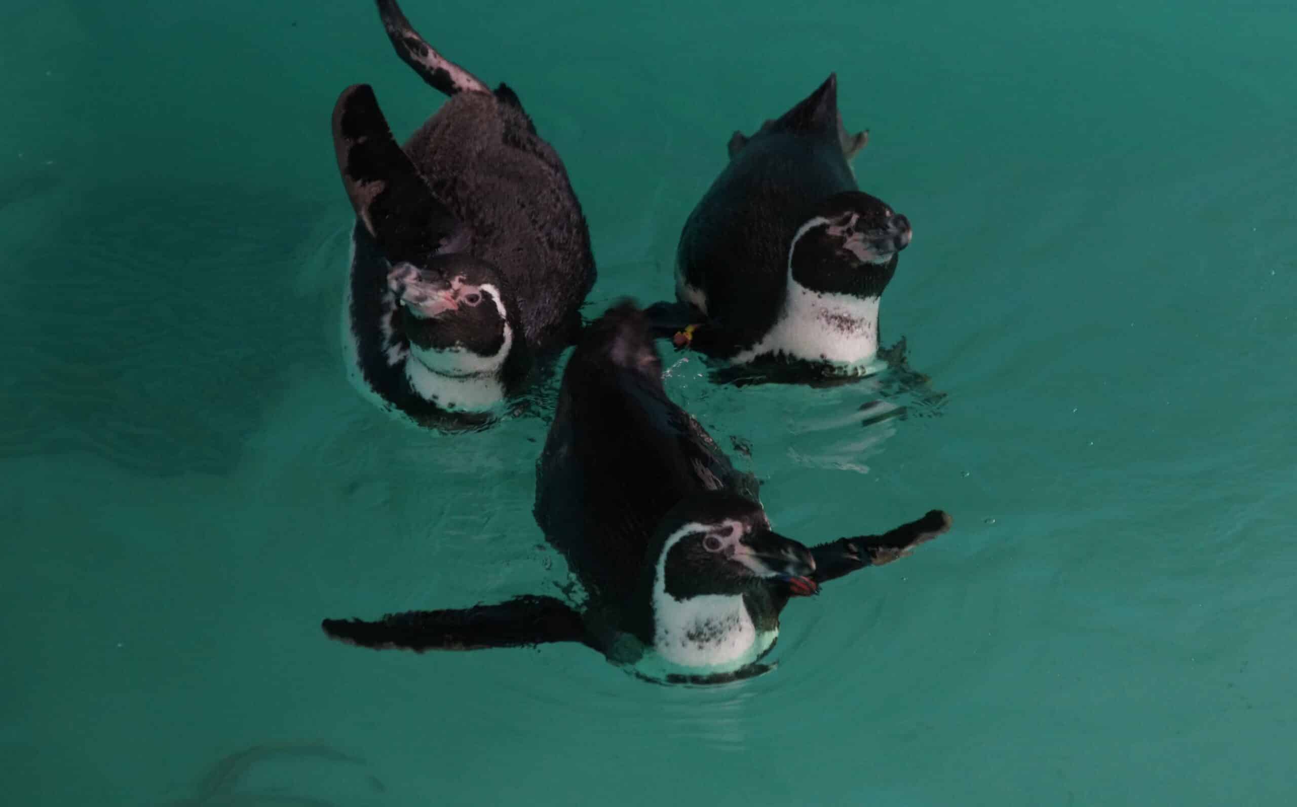 Pingüinos de Humboldt