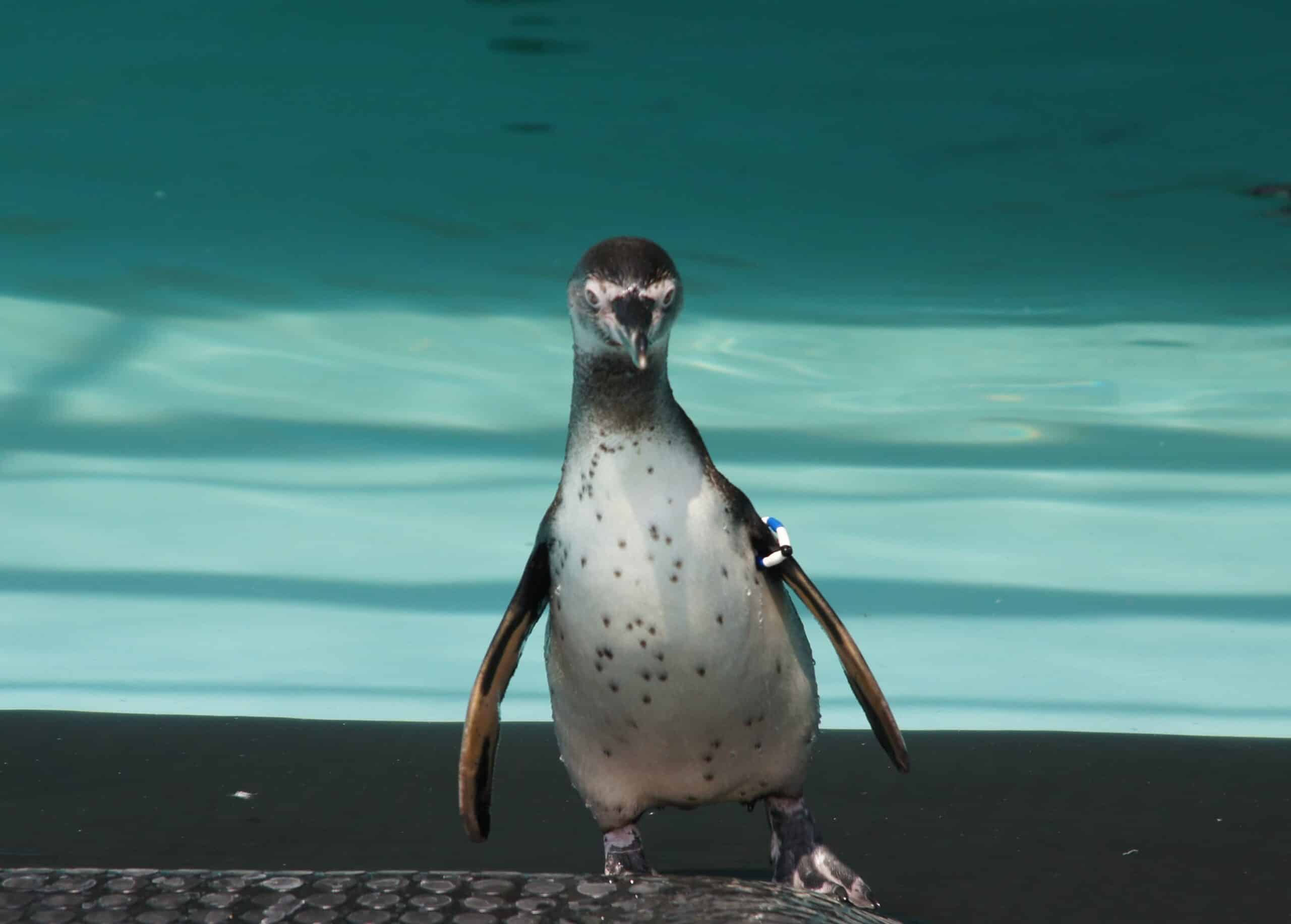 Pingüinos de Humboldt
