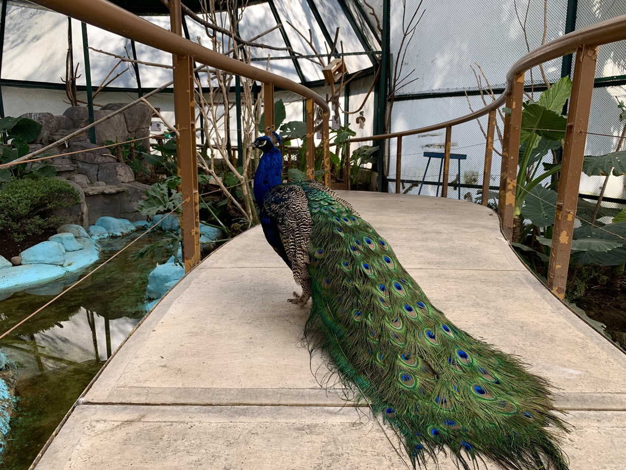 Explorando los mejores aviarios y mariposarios en la CDMX
