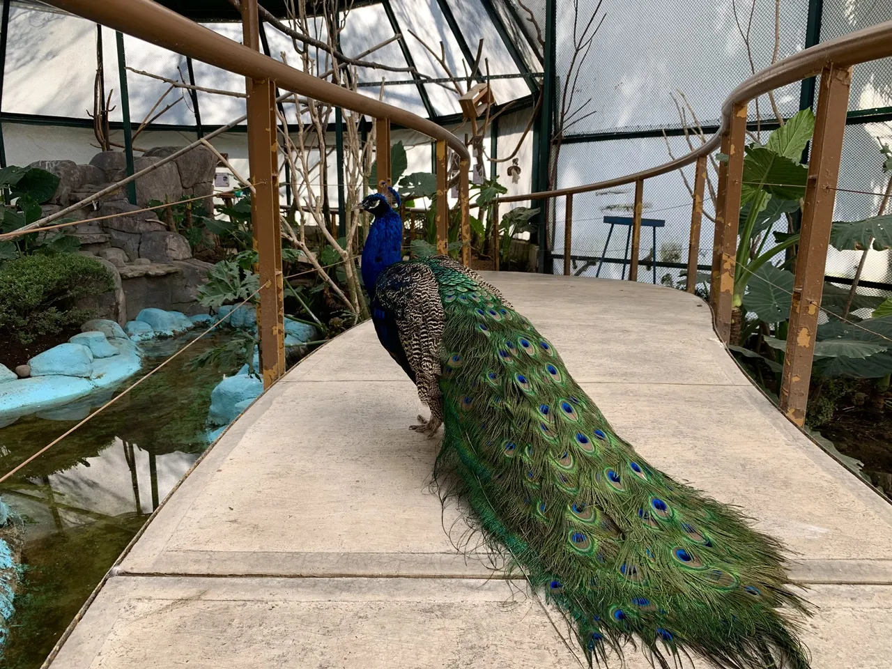 Explorando los mejores aviarios y mariposarios en la CDMX
