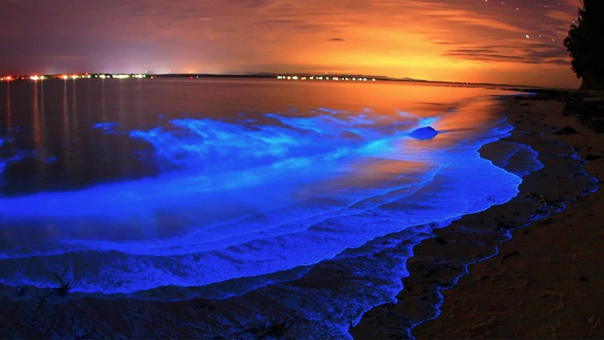 Lagunas con bioluminiscencia: Un espectáculo mágico para vacacionar