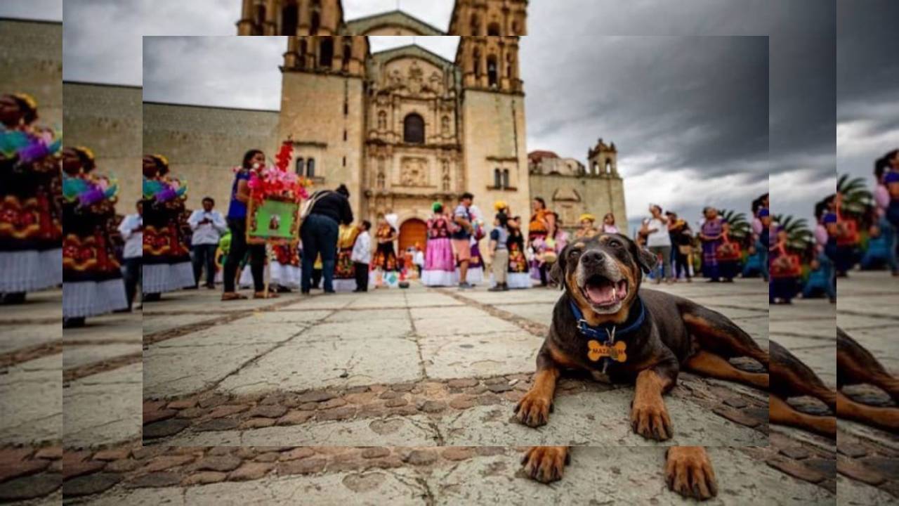 Perrito 'Mazapán', el personaje más querido de la Guelaguetza