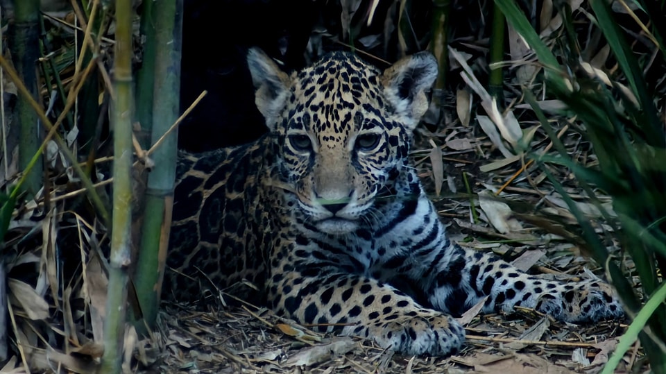 cría de jaguar