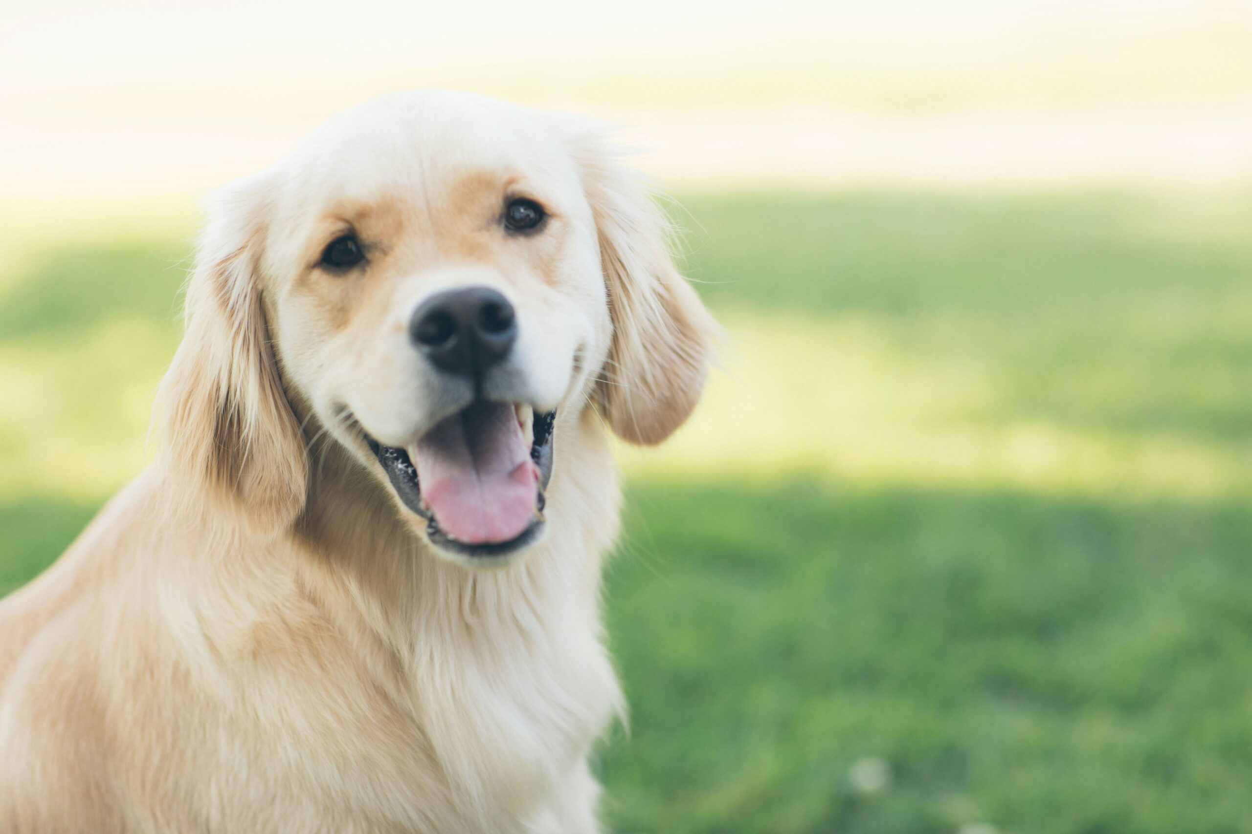 Si lo que estabas buscando es una oportunidad para correr junto a tu perro, entonces esta carrera denominada Lomitos Race es para ti.