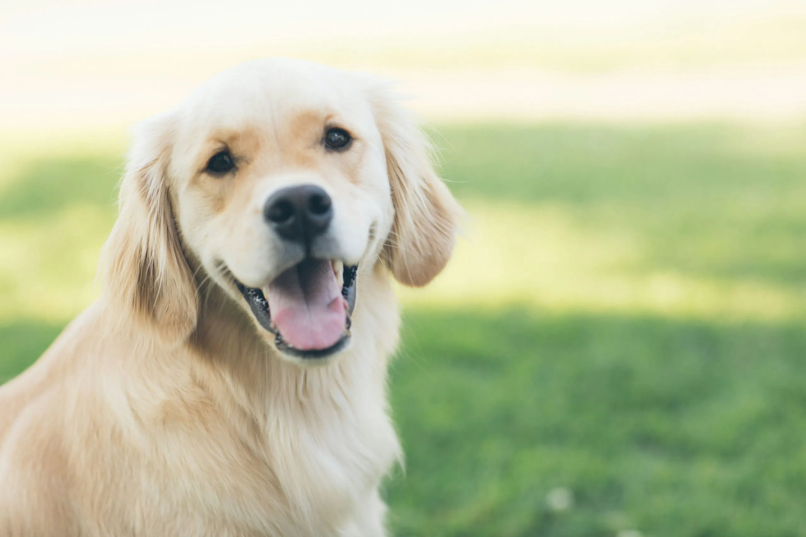 Si lo que estabas buscando es una oportunidad para correr junto a tu perro, entonces esta carrera denominada Lomitos Race es para ti.