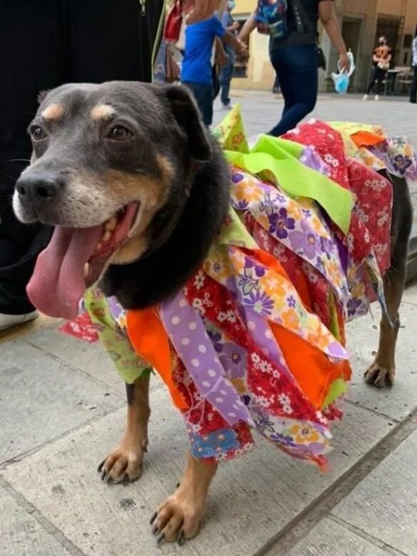 Perrito Mazapán 