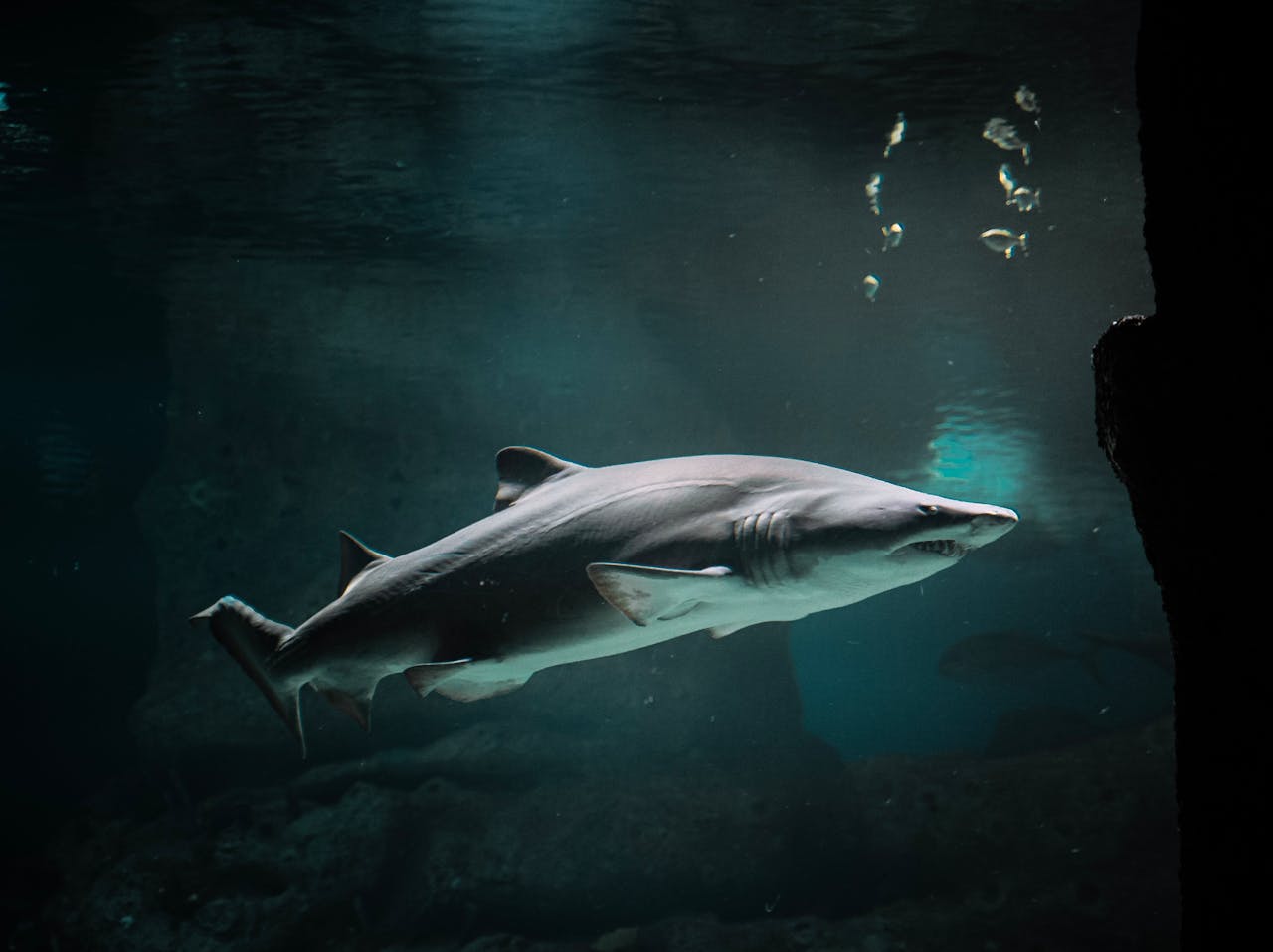 Shark Tower conservación